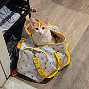 Tigger is registered to the contest to win money with this photo: cat, orange_cat, white_cat, bag, yellow_handles, bee_prints, curious, indoor, wooden_floor, clothes, pet, cute, looking_up, sitting, feline, domestic_animal, cozy, container, flooring, household
