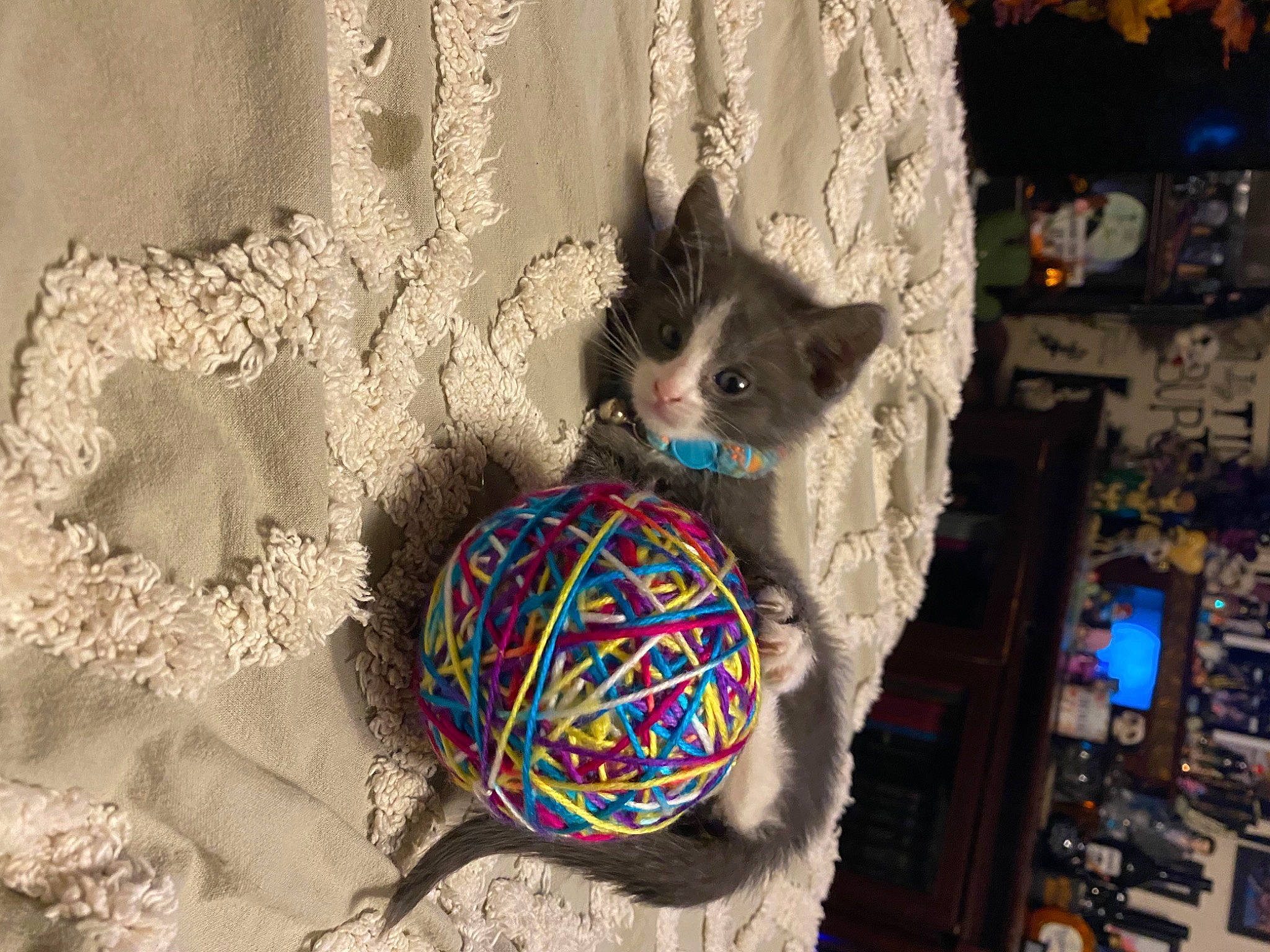 Einstein is registered to the contest to win money with this photo: art, basket, cat, circle, craft, crochet, electric_blue, fashion_accessory, felidae, fur, glass, linens, pattern, recreation, thread, toy, visual_arts, whiskers, wood, wool