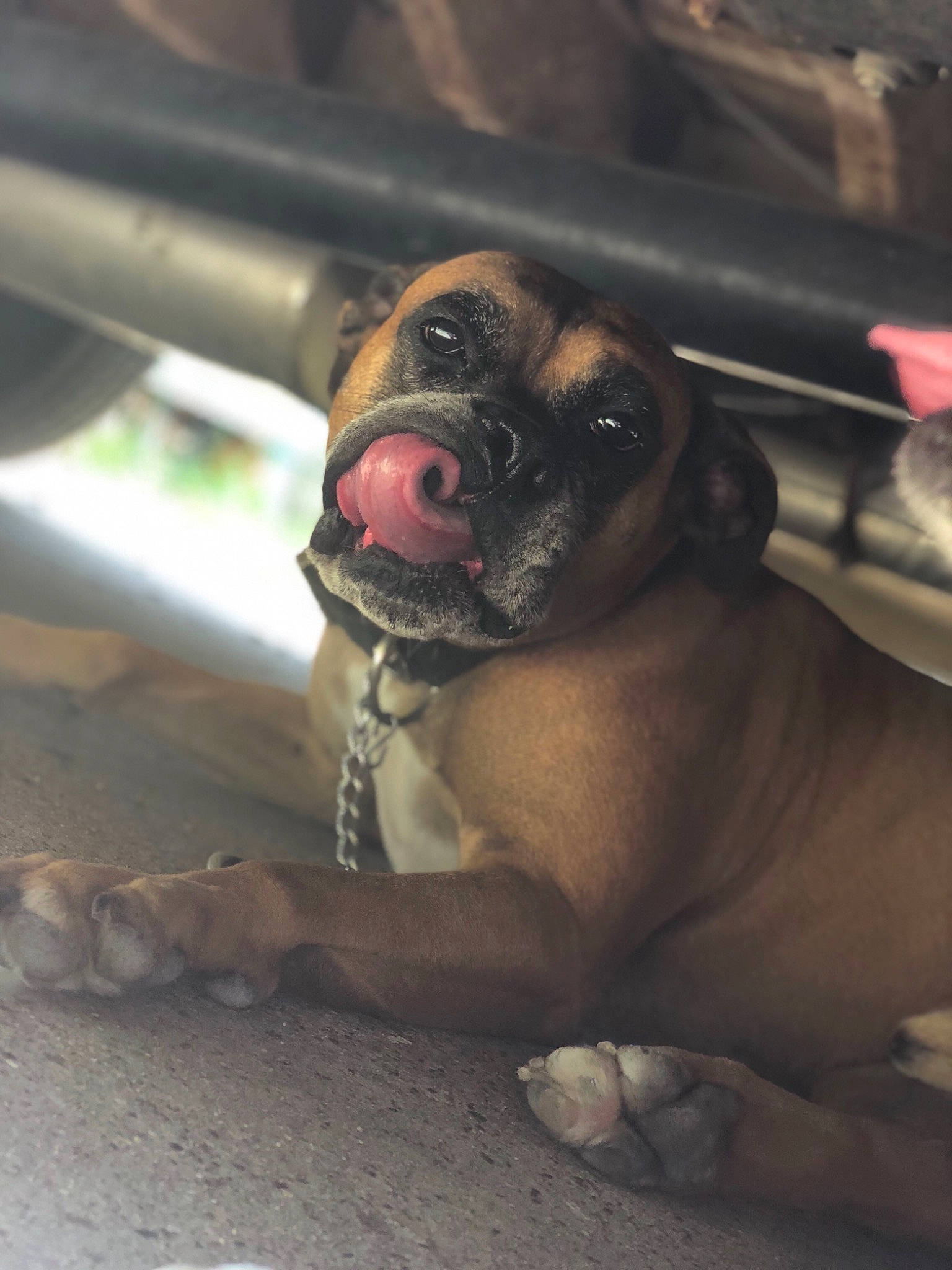 Cleetus joined the competition — help win amazing prizes! bullmastiff, canidae, carnivore, dog, dog_breed, fawn, guard_dog, non_sporting_group, nose, puggle, puppy, skin, snout, sporting_group
