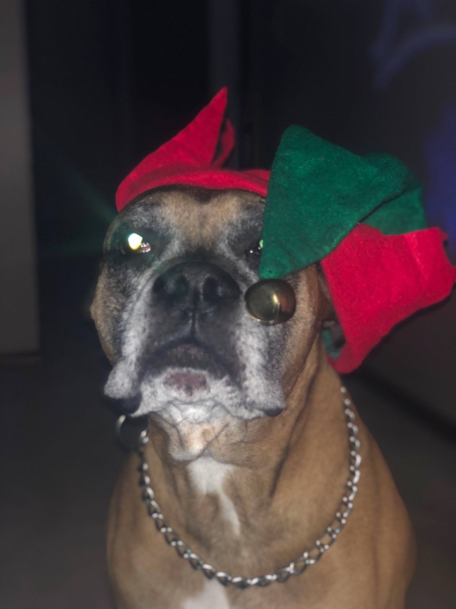Cleetus joined the competition — help win amazing prizes! boxer, bullmastiff, cane_corso, canidae, carnivore, collar, dog, dog_breed, dog_collar, ear, fawn, mammal, non_sporting_group, party_hat, pug, snout, valley_bulldog, vertebrate
