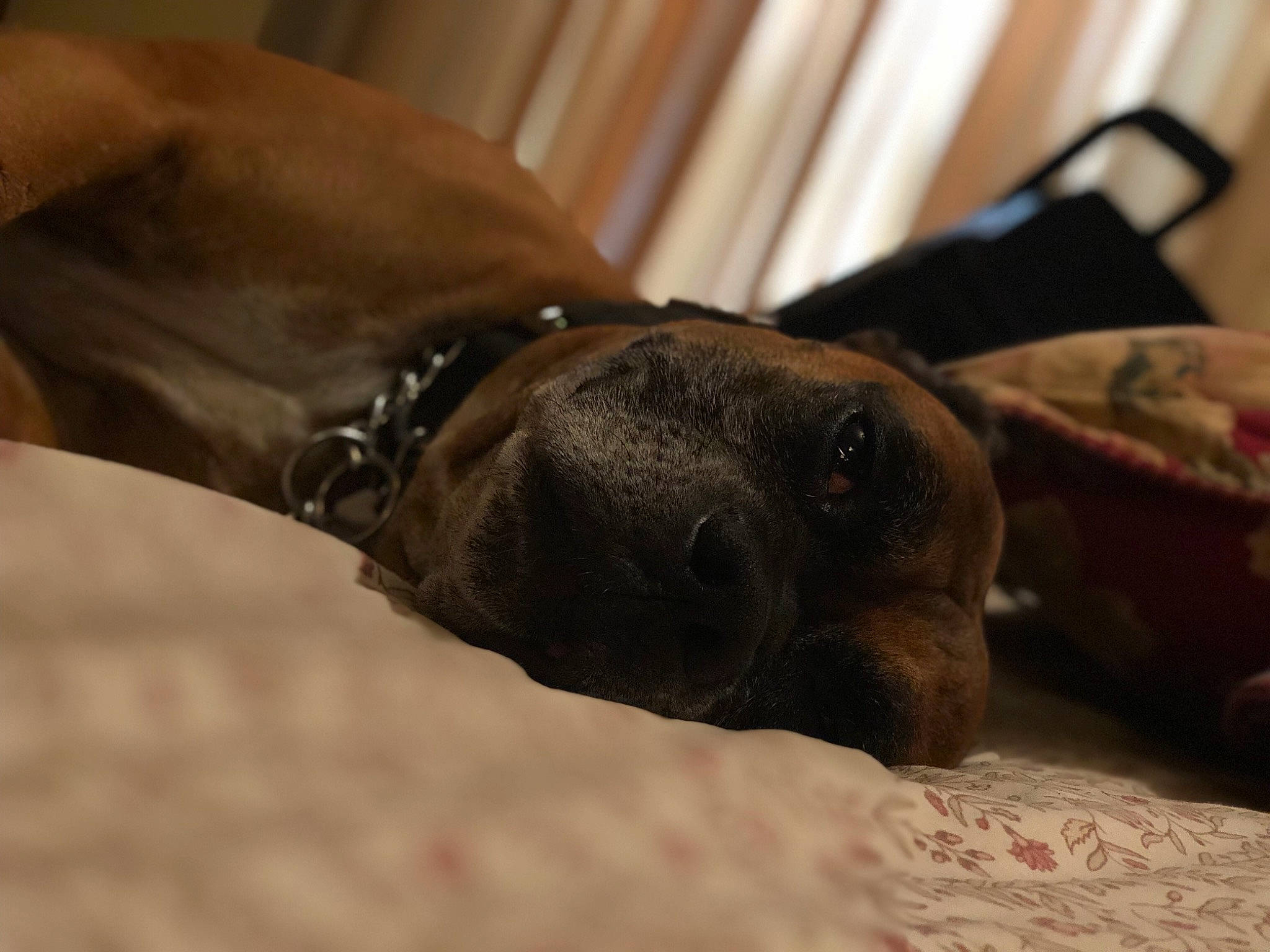 Cleetus is registered to the contest to win money with this photo: canidae, carnivore, dog, dog_breed, fawn, italian_greyhound, pointing_breed, puppy, snout, sporting_group, vizsla, weimaraner