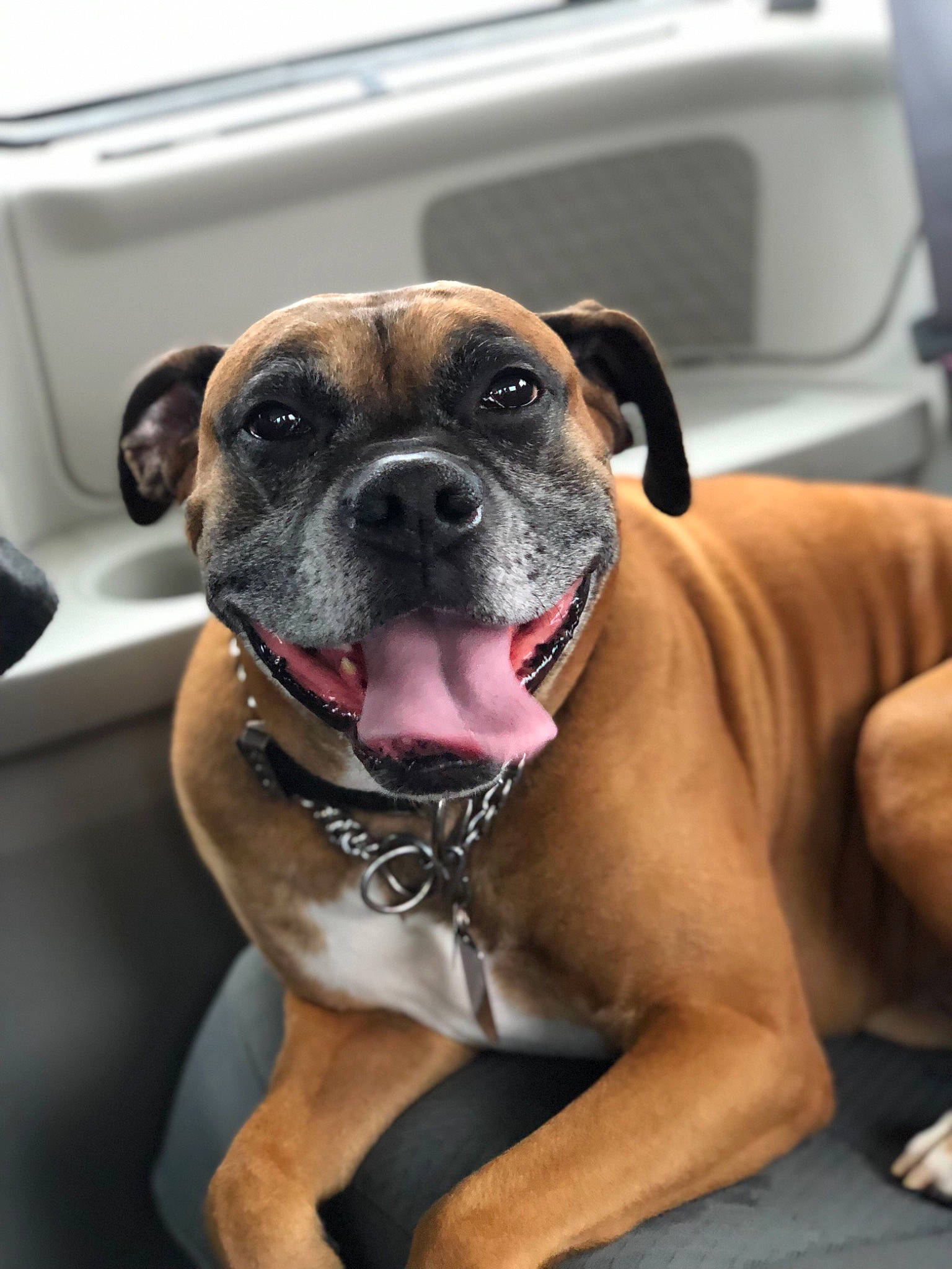 Cleetus is registered to the contest to win money with this photo: boerboel, boxer, bulldog, bullmastiff, canidae, carnivore, dog, dog_breed, english_mastiff, fawn, mammal, molosser, muscle, non_sporting_group, perro_de_presa_mallorquin, snout, sporting_group, valley_bulldog, vertebrate