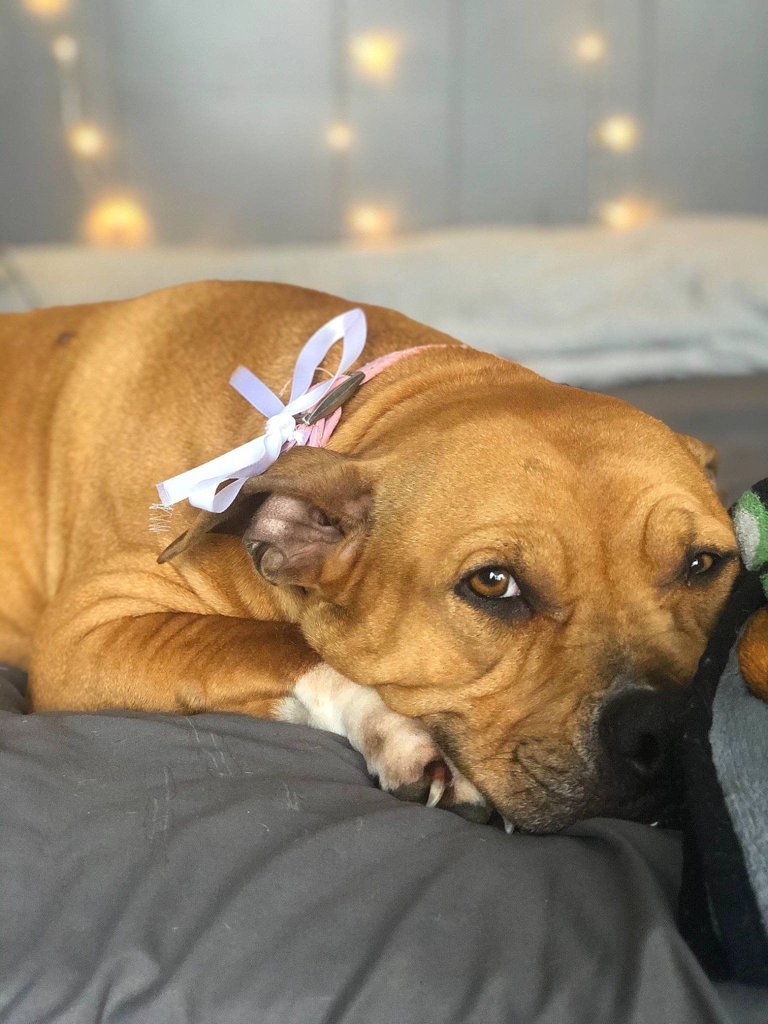 Sweetie joined the competition — help win amazing prizes! american_pit_bull_terrier, black_mouth_cur, boerboel, bullmastiff, canidae, carnivore, companion_dog, dog, dog_breed, fawn, mammal, mountain_cur, non_sporting_group, perro_de_presa_mallorquin, rare_breed_dog, rhodesian_ridgeback, snout, tosa, vertebrate, whiskers