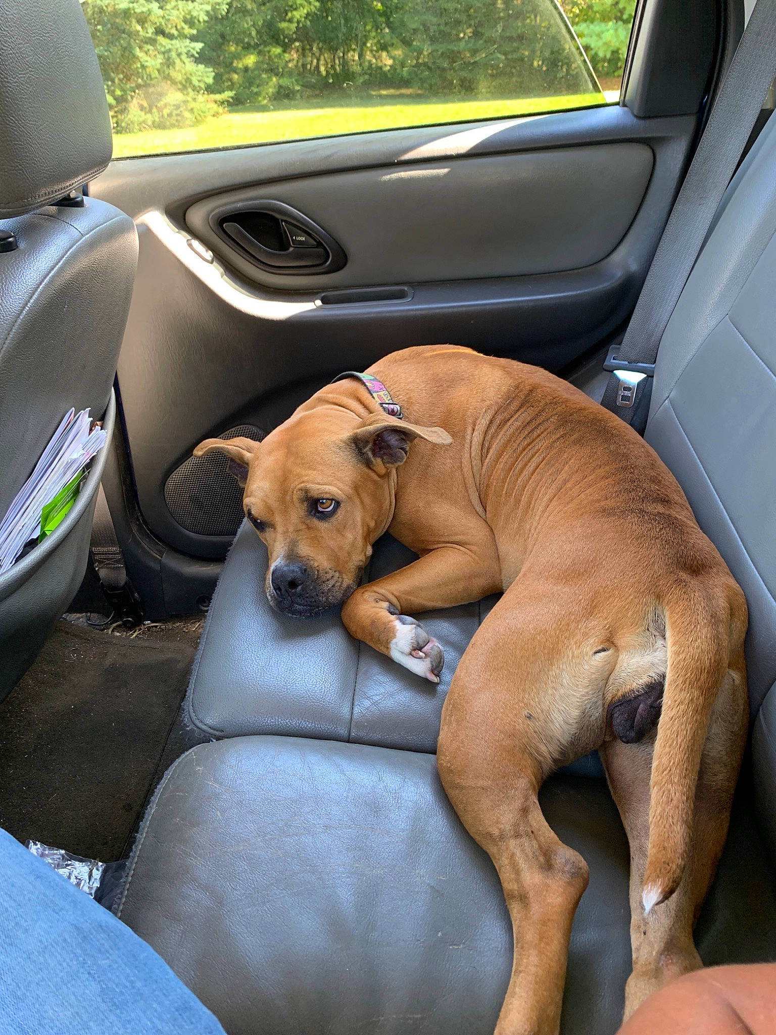 Sweetie is registered to the contest to win money with this photo: azawakh, black_mouth_cur, canidae, car, car_seat, carnivore, companion_dog, dog, dog_breed, fawn, hound, mammal, rhodesian_ridgeback, snout, vehicle, vehicle_door, vertebrate