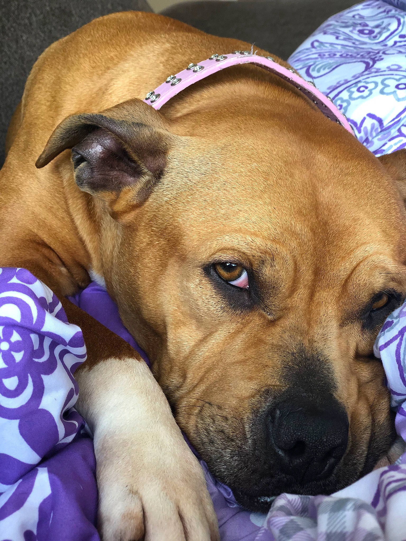 Sweetie is registered to the contest to win money with this photo: american_pit_bull_terrier, american_staffordshire_terrier, black_mouth_cur, boerboel, bullmastiff, canidae, carnivore, companion_dog, dog, dog_breed, fawn, mammal, non_sporting_group, perro_de_presa_mallorquin, puppy_love, skin, snout, staffordshire_bull_terrier, vertebrate, wrinkle