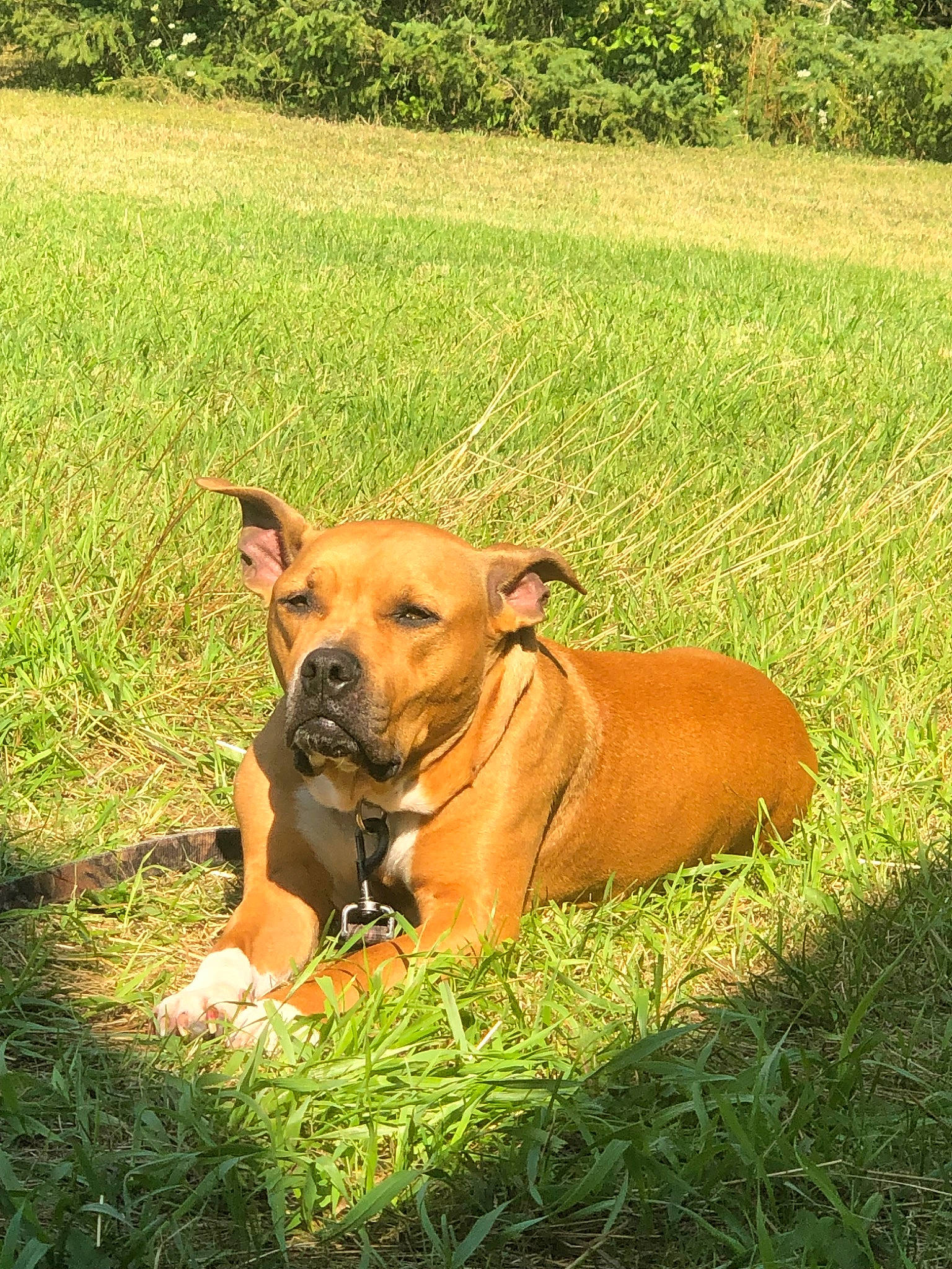 Sweetie is registered to the contest to win money with this photo: black_mouth_cur, boerboel, boxer, bullmastiff, canidae, carnivore, dog, dog_breed, ear, fawn, grass, mammal, perro_de_presa_mallorquin, plant, rare_breed_dog, snout, tosa, vertebrate