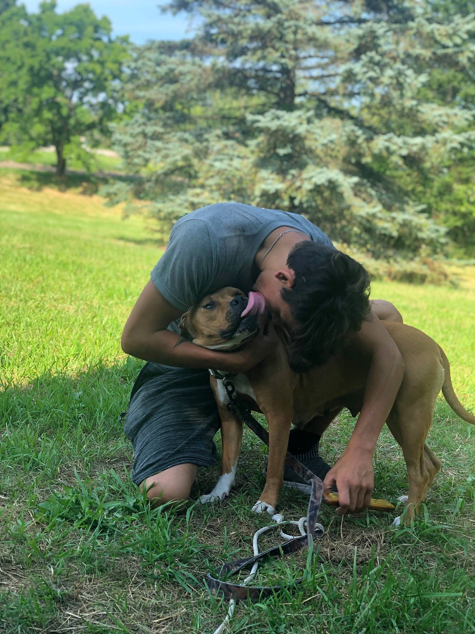 Sweetie is registered to the contest to win money with this photo: canidae, carnivore, dog, dog_breed, fawn, fila_brasileiro, grass, hunting_dog, mammal, sporting_group, vertebrate