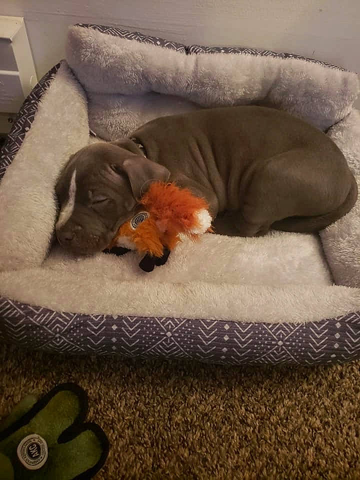 Zeus is registered to the contest to win money with this photo: bed_sheet, canidae, carnivore, comfort, companion_dog, couch, dog, dog_bed, dog_breed, furniture, nap, puppy, sporting_group