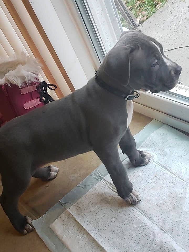 Zeus is registered to the contest to win money with this photo: american_pit_bull_terrier, cane_corso, canidae, carnivore, companion_dog, dog, dog_breed, fawn, great_dane, guard_dog, mammal, molosser, non_sporting_group, sporting_group, tail, vertebrate, working_dog