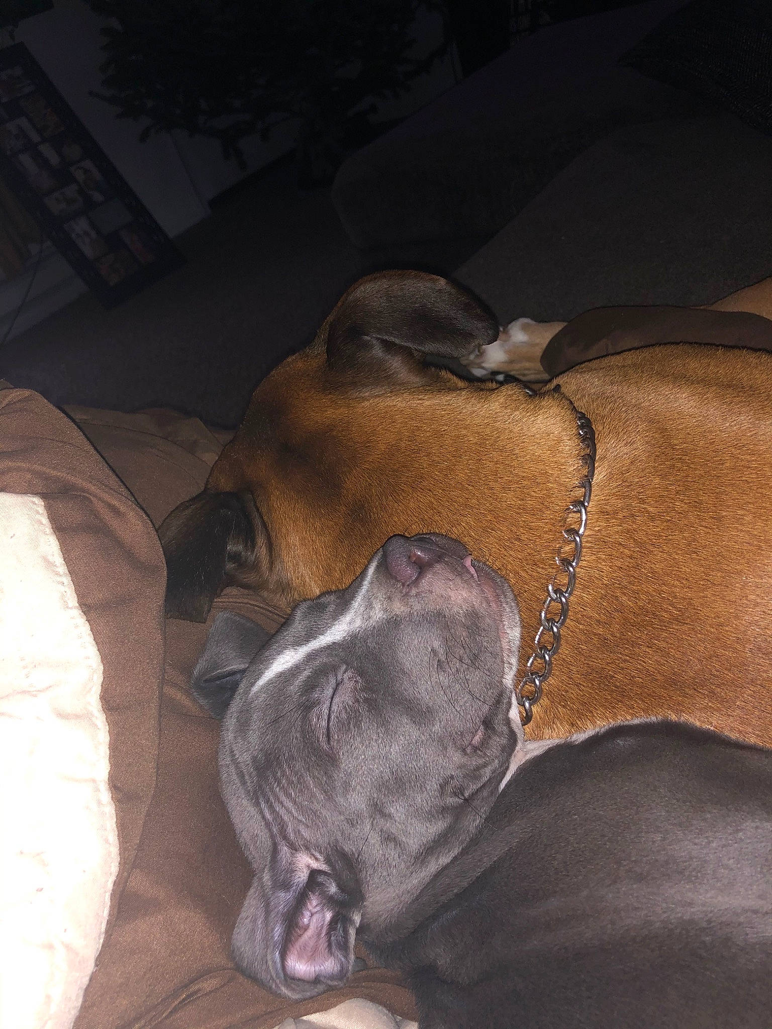 Zeus joined the competition — help win amazing prizes! american_pit_bull_terrier, boerboel, canidae, carnivore, dog, dog_breed, ear, fawn, great_dane, guard_dog, italian_greyhound, non_sporting_group, puppy, sporting_group, weimaraner