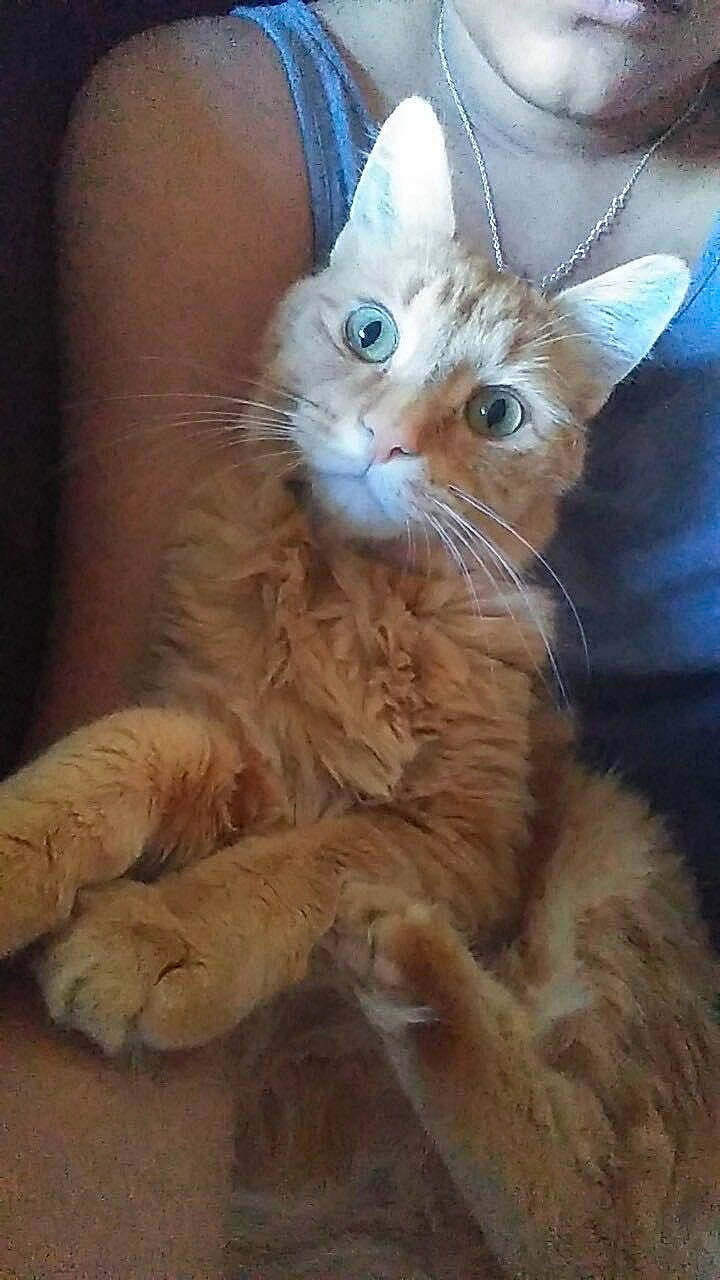 Garfield joined the competition — help win amazing prizes! arabian_mau, asian, asian_semi_longhair, carnivore, cat, domestic_long_haired_cat, european_shorthair, fawn, felidae, german_rex, kitten, laperm, maine_coon, mammal, ojos_azules, siberian, small_to_medium_sized_cats, somali, vertebrate, whiskers