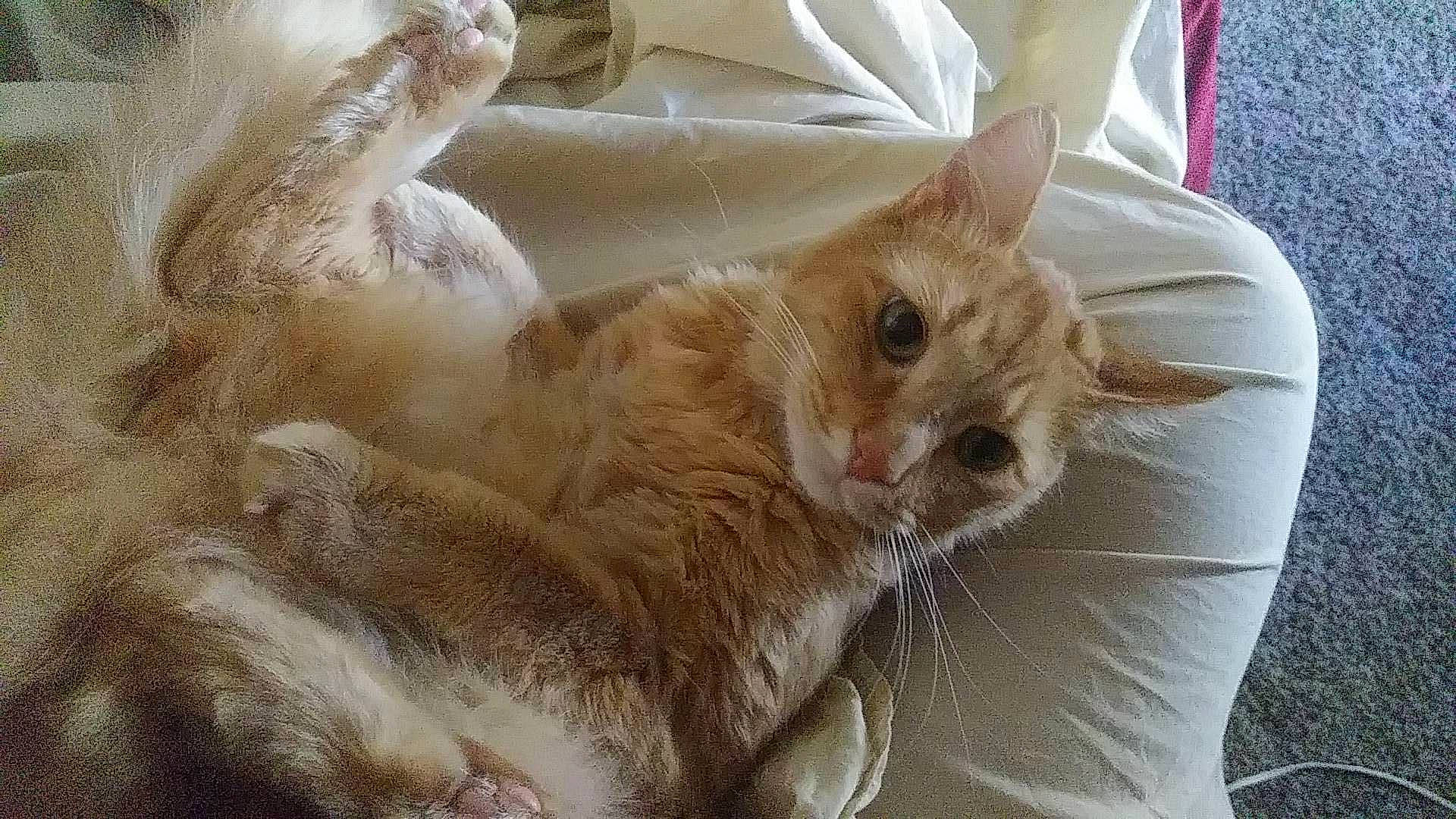 Garfield is registered to the contest to win money with this photo: carnivore, cat, domestic_long_haired_cat, ear, european_shorthair, fawn, felidae, fur, german_rex, kitten, mammal, small_to_medium_sized_cats, tabby_cat, tail, whiskers