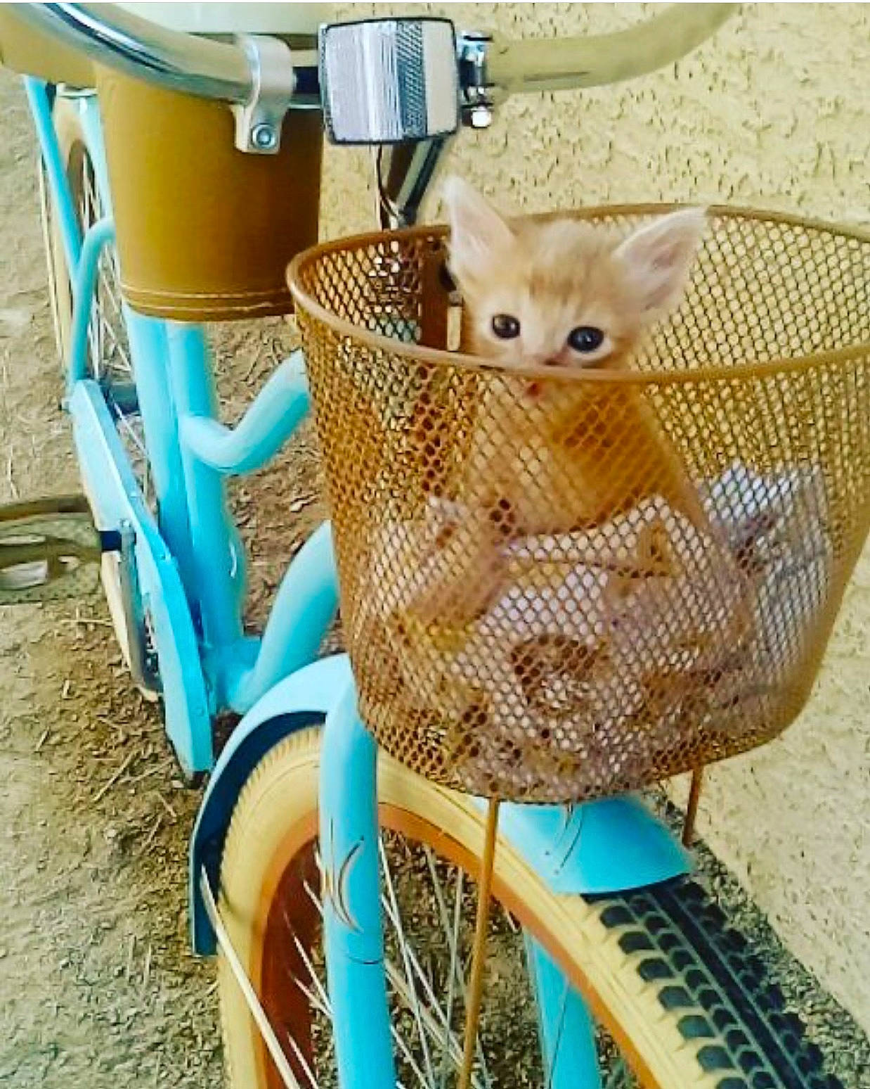 Garfield is registered to the contest to win money with this photo: bicycle_accessory, bicycle_basket, carnivore, cat, fawn, felidae, kitten, small_to_medium_sized_cats, whiskers