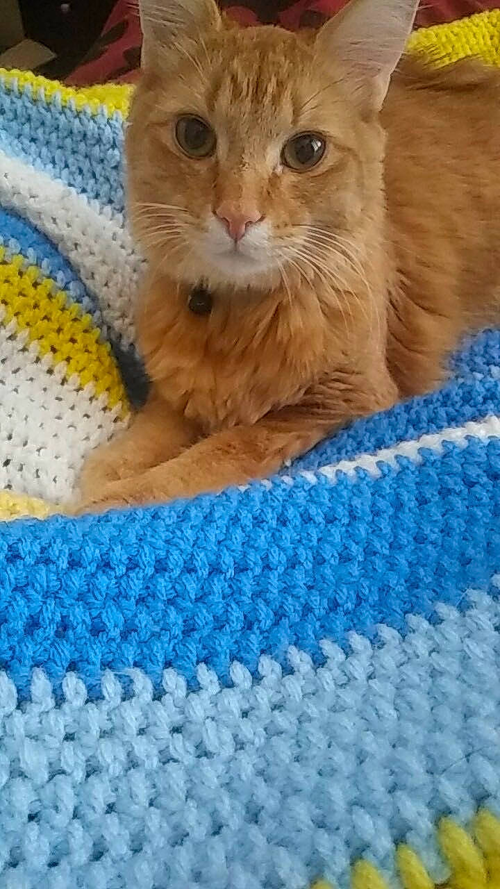 Garfield is registered to the contest to win money with this photo: australian_mist, blue, british_shorthair, carnivore, cat, crochet, domestic_short_haired_cat, european_shorthair, fawn, felidae, german_rex, kitten, knitting, small_to_medium_sized_cats, textile, whiskers