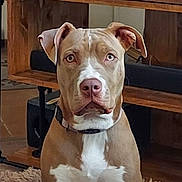 Freya is registered to the contest to win money with this photo: dog, indoor, brown, white, sitting, collar, pet, animal, furniture, wood, shelf, floor, carpet, portrait, looking, ears, nose, eyes, face, expression
