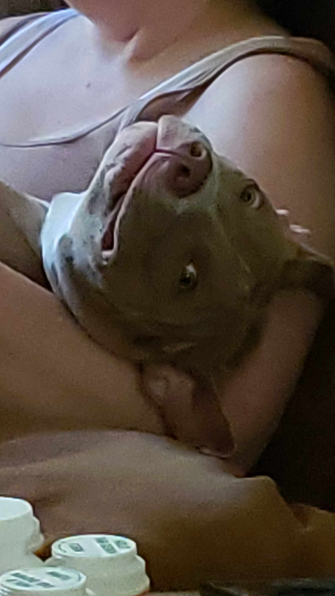 Freya joined the competition — help win amazing prizes! dog, pet, person, arms, indoor, comfort, closeup, looking_up, casual, human_skin, animal, snout, nostrils, ears, light, shadow, relaxed, companion, affection, holding