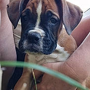Arya participe au concours pour gagner de l'argent avec cette photo : animal, black, boxer, brown, close_up, cute, dog, ears, face, fur, grass, hand, holding, nature, outdoor, person, pet, puppy, white, young