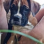 animal, black, boxer, brown, close_up, cute, dog, ears, face, fur, grass, hand, holding, nature, outdoor, person, pet, puppy, white, young