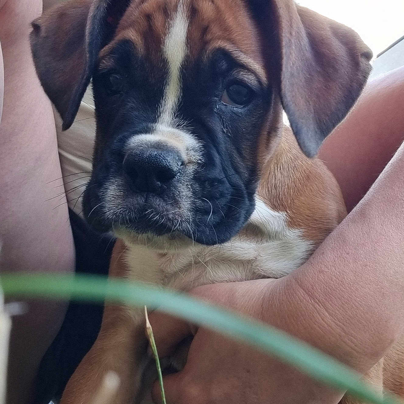 Arya participe au concours pour gagner de l'argent avec cette photo : animal, black, boxer, brown, close_up, cute, dog, ears, face, fur, grass, hand, holding, nature, outdoor, person, pet, puppy, white, young