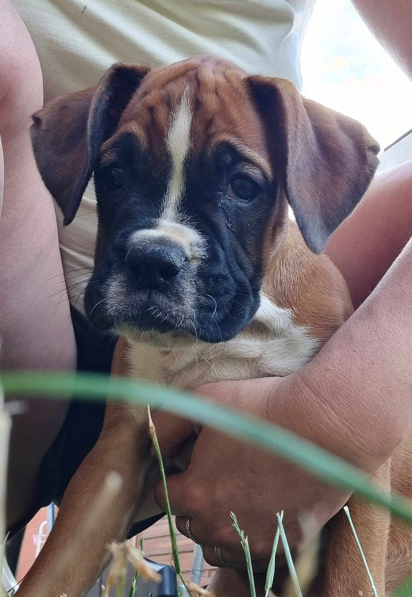 Arya