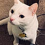 cat, white_cat, pet, animal, collar, tag, carpet, indoor, curious, whiskers, ears, floor, shoe, cable, domestic, close_up, feline, looking_up, fur, cute