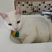 Arrow is registered to the contest to win money with this photo: cat, white_cat, sink, bathroom, faucet, tile, pet, indoor, curled_up, green_eyes, fur, domestic_animal, resting, close_up, cute, animal, collar, tag, whiskers, pink_nose