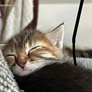 Athena a rejoint le concours — aidez-le/la à gagner de superbes lots ! kitten, sleeping, close_up, feline, cute, fur, whiskers, ear, nose, soft, cozy, rest, pet, animal, tabby, domestic_cat, indoor, relaxation, peaceful, nap