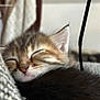 kitten, sleeping, close_up, feline, cute, fur, whiskers, ear, nose, soft, cozy, rest, pet, animal, tabby, domestic_cat, indoor, relaxation, peaceful, nap