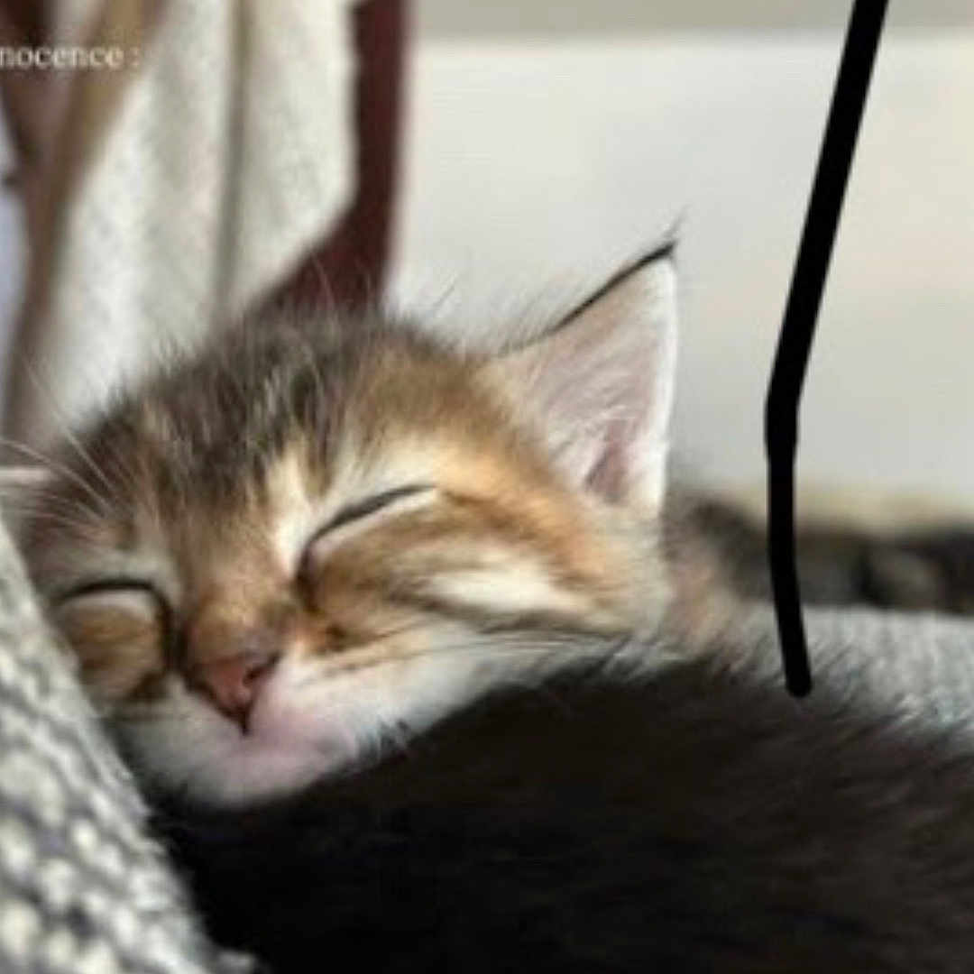 Athena a rejoint le concours — aidez-le/la à gagner de superbes lots ! animal, close_up, cozy, cute, domestic_cat, ear, feline, fur, indoor, kitten, nap, nose, peaceful, pet, relaxation, rest, sleeping, soft, tabby, whiskers