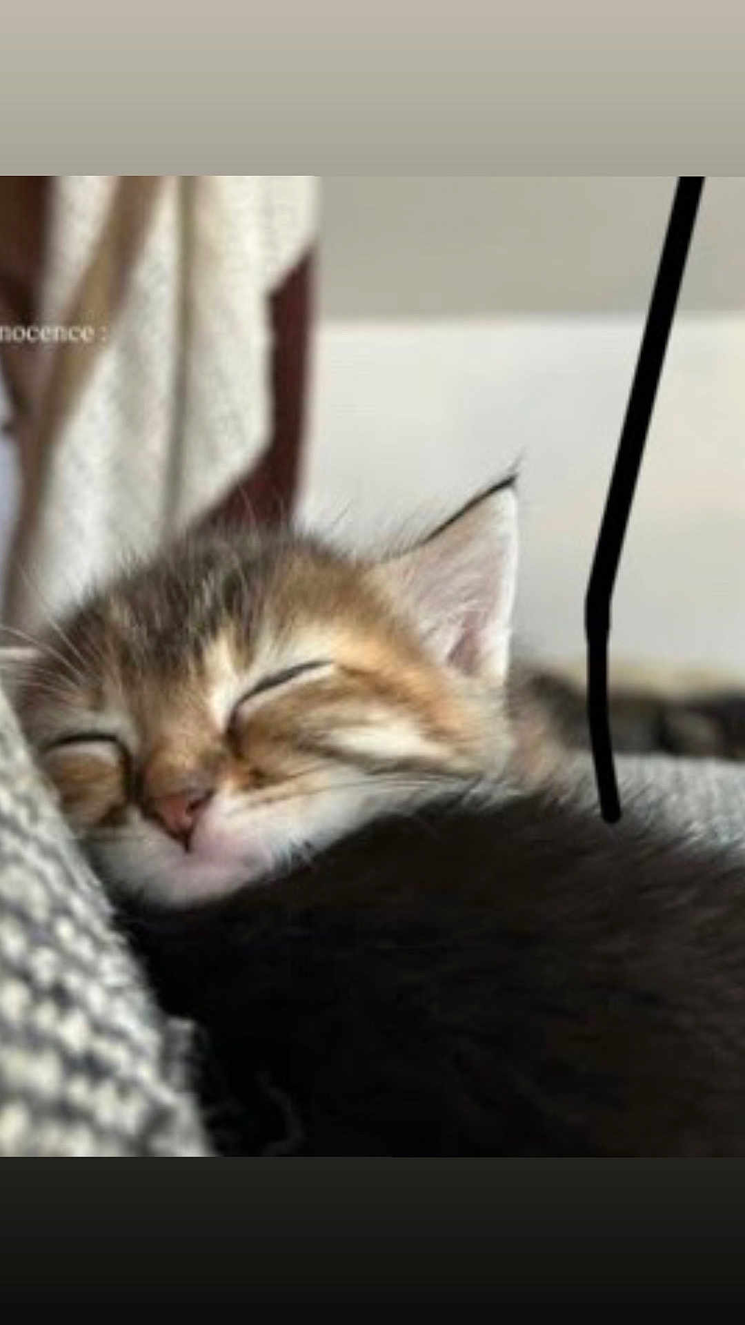 Athena a rejoint le concours — aidez-le/la à gagner de superbes lots ! kitten, sleeping, close_up, feline, cute, fur, whiskers, ear, nose, soft, cozy, rest, pet, animal, tabby, domestic_cat, indoor, relaxation, peaceful, nap