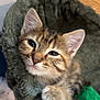 Athena participe au concours pour gagner de l'argent avec cette photo : kitten, cat, tabby, pet, furry, cute, sleepy, paw, fur, face, ears, whiskers, bed, soft, toy, feathers, indoor, closeup, animal, cozy