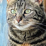 Thea joined the competition — help win amazing prizes! cat, tabby_cat, close_up, portrait, green_eyes, fur, whiskers, reflection, window, wood, animal, pet, feline, looking, curious, indoor, face, ears, muzzle, natural_light