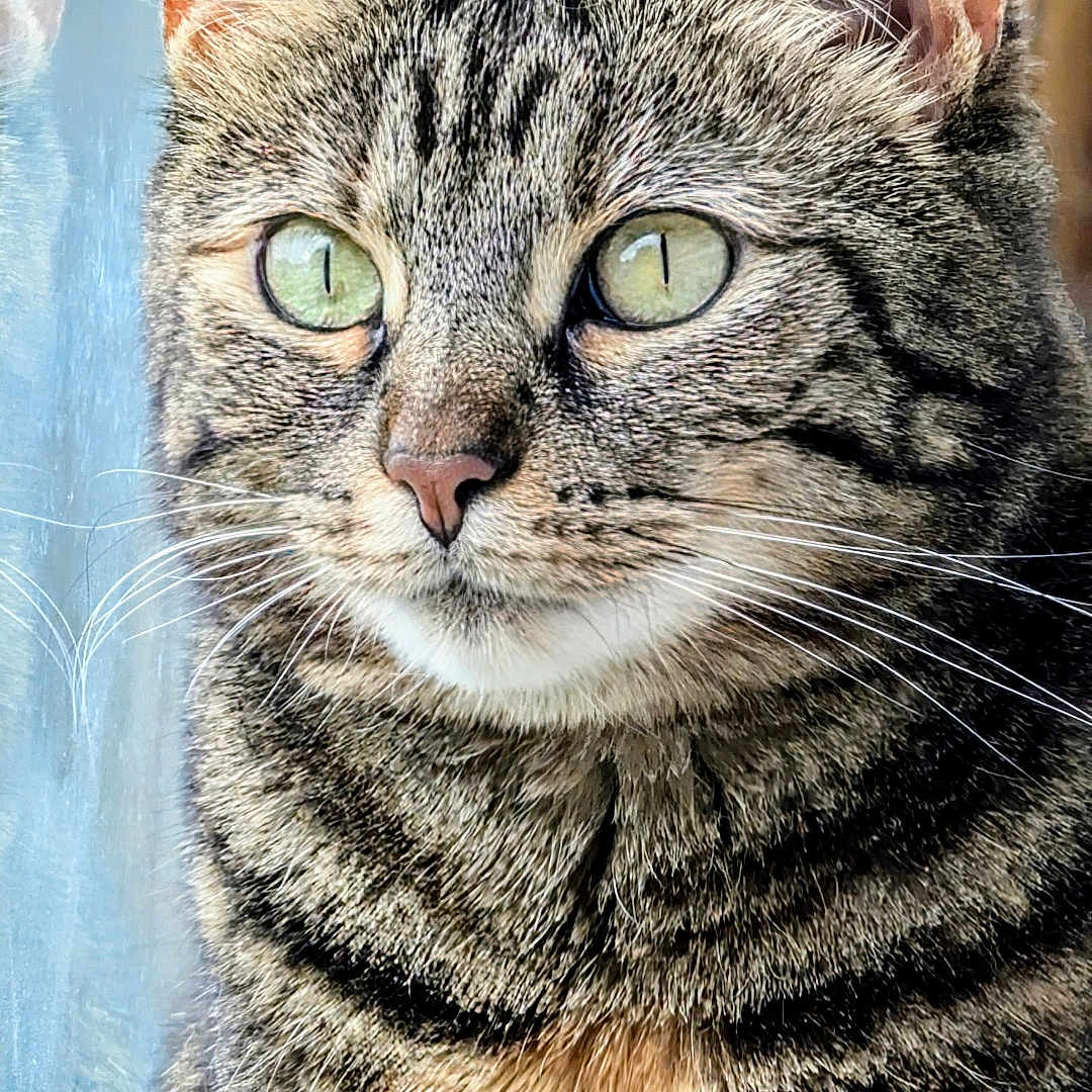 Thea joined the competition — help win amazing prizes! cat, tabby_cat, close_up, portrait, green_eyes, fur, whiskers, reflection, window, wood, animal, pet, feline, looking, curious, indoor, face, ears, muzzle, natural_light