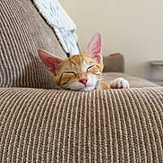 Gordon is registered to the contest to win money with this photo: animal, cat, close_up, couch, cozy, ears, fur, furniture, home, indoor, kitten, nap, orange_tabby, peaceful, pet, pink_nose, relaxation, sleeping, soft_light, whiskers
