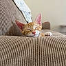 animal, cat, close_up, couch, cozy, ears, fur, furniture, home, indoor, kitten, nap, orange_tabby, peaceful, pet, pink_nose, relaxation, sleeping, soft_light, whiskers