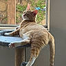 cat, tabby_cat, orange_cat, cat_tree, window, indoor, pet, feline, relaxed, curious, fur, paw, tail, sunlight, greenery, home, animal, resting, looking_back, cozy