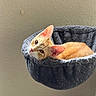 Gordon is registered to the contest to win money with this photo: animal, cat, comfortable, cozy, cute, ears, feline, gray_bed, hammock_bed, home, indoor, light, looking_at_camera, orange_cat, pet, relaxed, resting, soft_texture, wall, whiskers