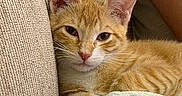 Gordon is registered to the contest to win money with this photo: animal, blanket, cat, close_up, couch, cozy, cute, domestic_cat, ears, face, feline, fur, indoor, kitten, orange_tabby, pet, relaxed, resting, soft, whiskers