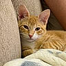 animal, blanket, cat, close_up, couch, cozy, cute, domestic_cat, ears, face, feline, fur, indoor, kitten, orange_tabby, pet, relaxed, resting, soft, whiskers