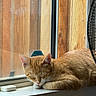 Gordon is registered to the contest to win money with this photo: animal, cat, cozy, ears, face, fan, fur, indoor, natural_light, orange_tabby, paw, pet, quiet, relaxation, resting, sleeping, whiskers, window_screen, windowsill, wooden_fence