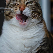 Marie Antoinette participe au concours pour gagner de l'argent avec cette photo : animal, cat, close_up, cute, domestic_animal, expression, eye_closed, face, feline, funny_face, fur, indoor, mammal, mouth_open, pet, playful, portrait, tabby, tongue, whiskers