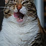 animal, cat, close_up, cute, domestic_animal, expression, eye_closed, face, feline, funny_face, fur, indoor, mammal, mouth_open, pet, playful, portrait, tabby, tongue, whiskers