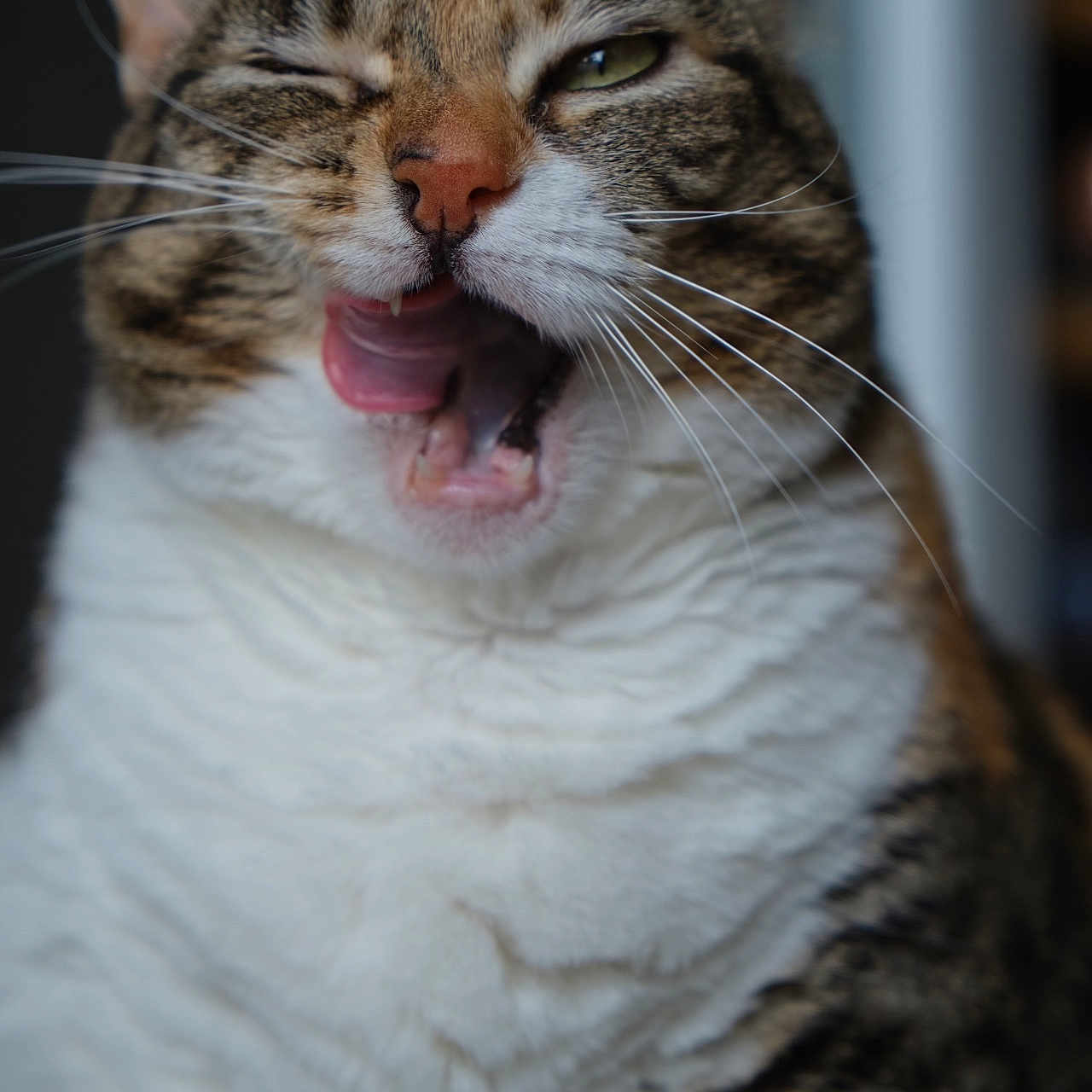 Marie Antoinette participe au concours pour gagner de l'argent avec cette photo : animal, cat, close_up, cute, domestic_animal, expression, eye_closed, face, feline, funny_face, fur, indoor, mammal, mouth_open, pet, playful, portrait, tabby, tongue, whiskers