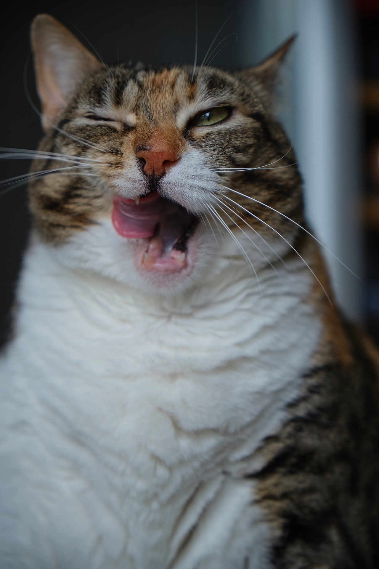 Marie Antoinette participe au concours pour gagner de l'argent avec cette photo : animal, cat, close_up, cute, domestic_animal, expression, eye_closed, face, feline, funny_face, fur, indoor, mammal, mouth_open, pet, playful, portrait, tabby, tongue, whiskers