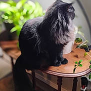 Salem joined the competition — help win amazing prizes! cat, black_cat, fluffy, indoor, wooden_table, plant, lamp, furniture, pet, animal, domestic, side_table, leafy_plant, decor, cozy, fur, sitting, looking_away, home, soft_light