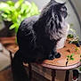 cat, black_cat, fluffy, indoor, wooden_table, plant, lamp, furniture, pet, animal, domestic, side_table, leafy_plant, decor, cozy, fur, sitting, looking_away, home, soft_light