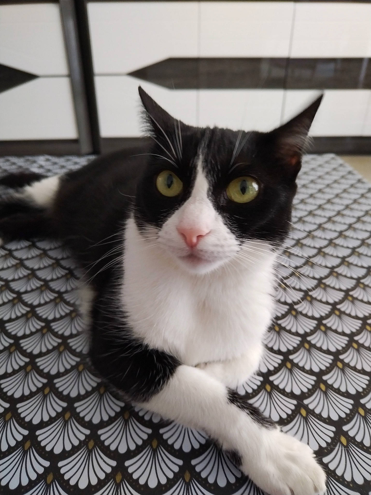 Ruby participe au concours pour gagner de l'argent avec cette photo : carnivore, cat, claw, comfort, domestic_short_haired_cat, eye, felidae, flooring, fur, grey, monochrome, monochrome_photography, pattern, paw, sitting, small_to_medium_sized_cats, snout, tail, whiskers, window