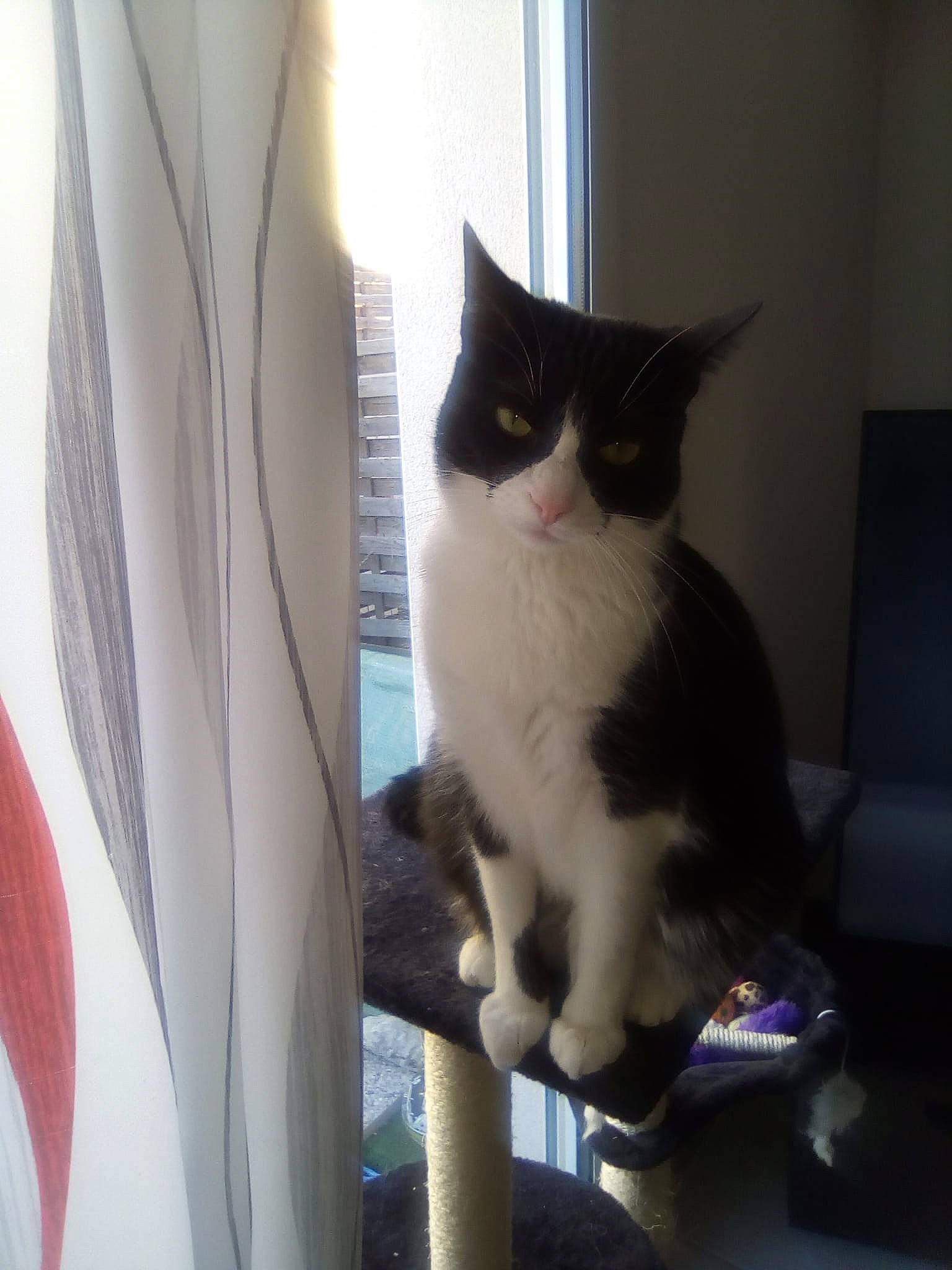 Ruby a rejoint le concours — aidez-le/la à gagner de superbes lots ! carnivore, cat, chair, comfort, curtain, domestic_short_haired_cat, eye, felidae, formal_wear, fur, grey, plant, sitting, small_to_medium_sized_cats, snout, stairs, tail, whiskers, window, wood