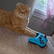 Rio participe au concours pour gagner de l'argent avec cette photo : cat, ginger_cat, orange_fur, folded_ears, whiskers, amber_eyes, pet, animal, lying_down, lounging, couch, fabric, game_controller, video_game, gaming, window, curtains, indoor, cozy, portrait