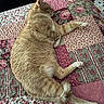 Tobi joined the competition — help win amazing prizes! cat, orange_tabby, sleeping, quilt, patchwork, floral_pattern, bed, cozy, feline, pet, indoor, resting, cute, fur, animal, relaxed, home, comfort, pink, green
